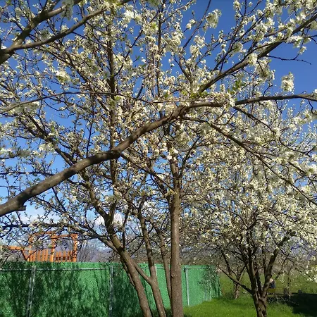 Nea Ilidza *